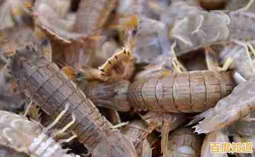 快速学会剥皮皮虾:完整指南与窍门解析 快速学会剥皮皮虾:完整指南与窍门解析