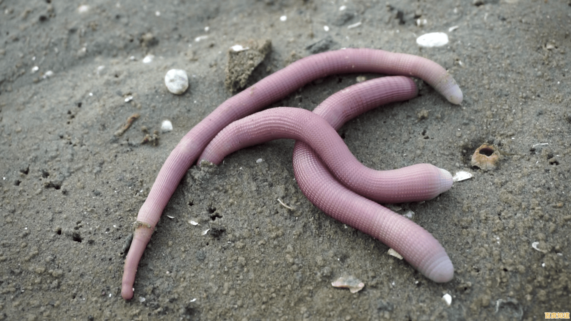 难道你不想体验躲沙虫(Sandworms)带来的放松与快乐吗? 难道你不想体验躲沙虫(Sandworms)带来的放松与快乐吗?