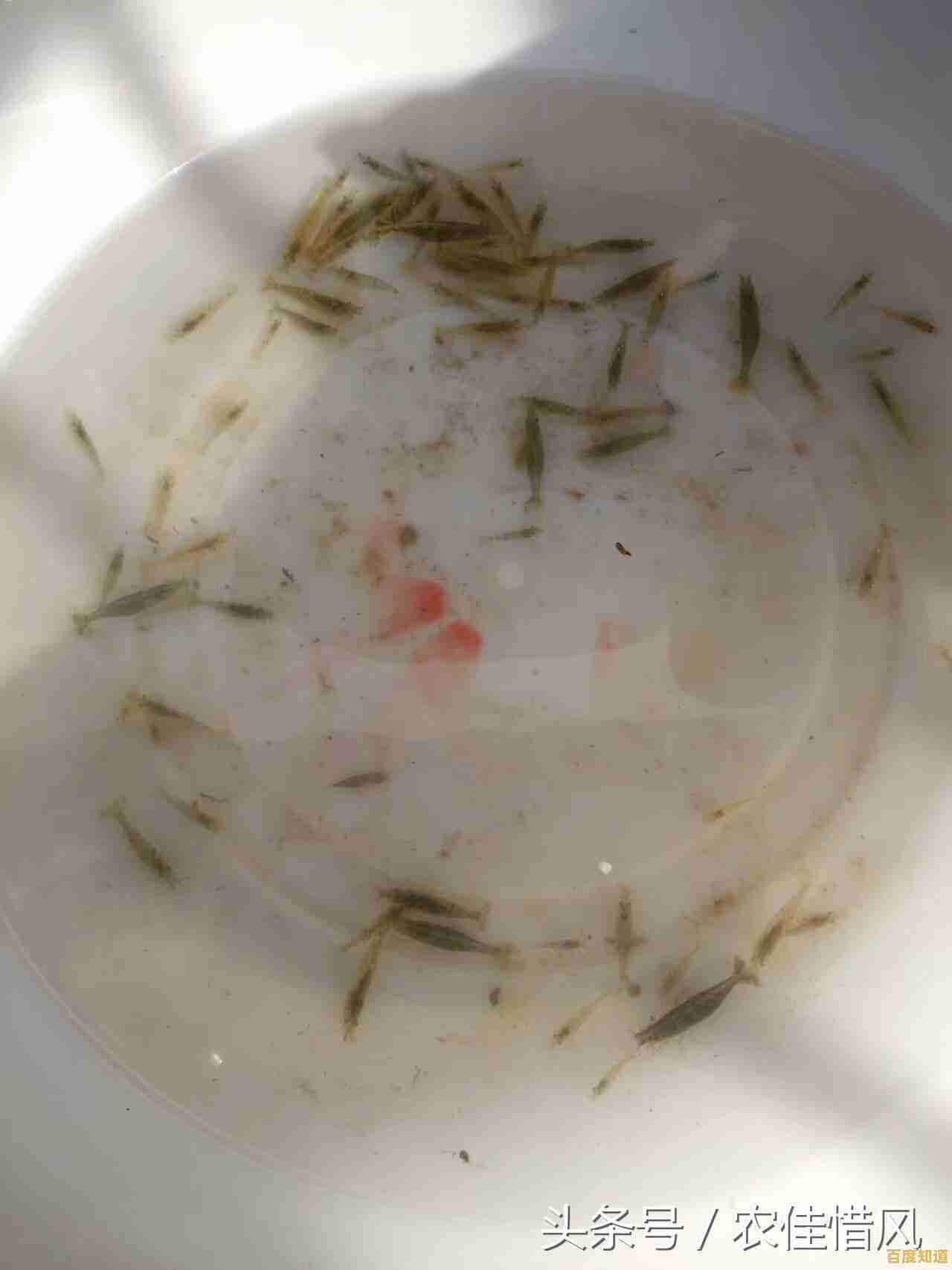 小鱼教您轻松应对电脑无法启动，快速排查故障恢复使用