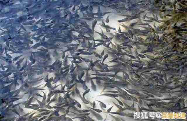 小鱼养殖常见痛点分析与科学应对策略详解