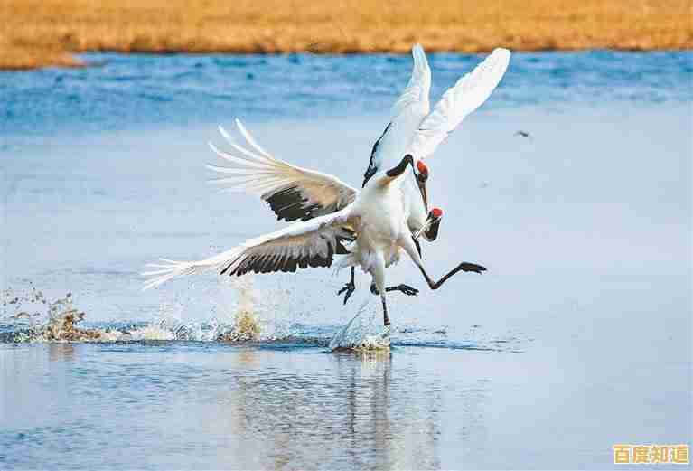 掌握PS羽化技巧，让你的照片化身仙鹤，展现空灵羽化之美！