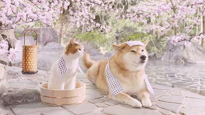 如何经营一家猫咪温泉店?猫咪和汤国际版》告诉你答案! 如何经营一家猫咪温泉店?猫咪和汤国际版》告诉你答案!